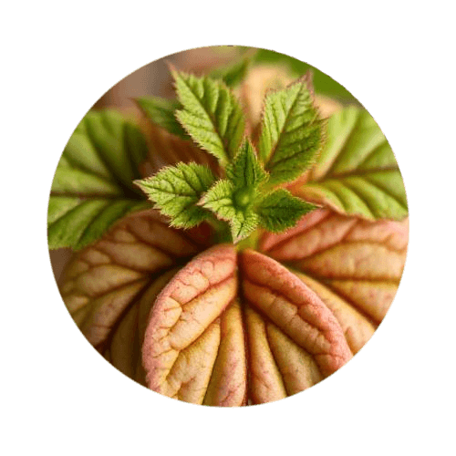 Patchouli