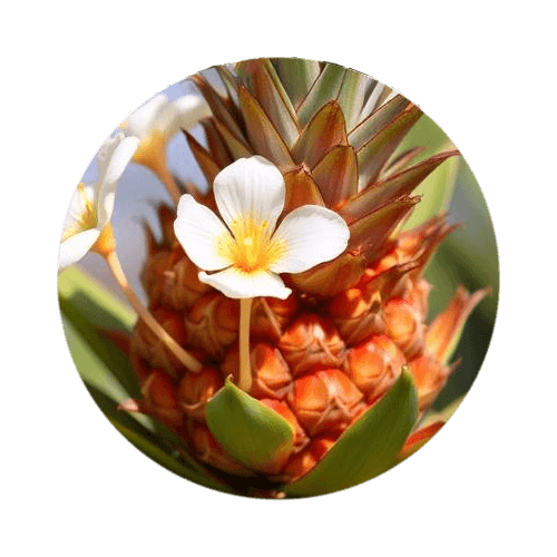 Pineapple Blossom