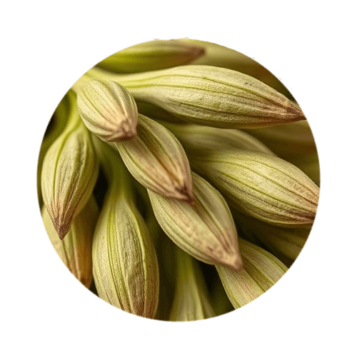 Cardamom