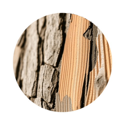 Cedar