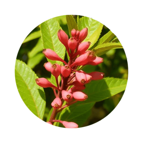 Egyptian Balsam