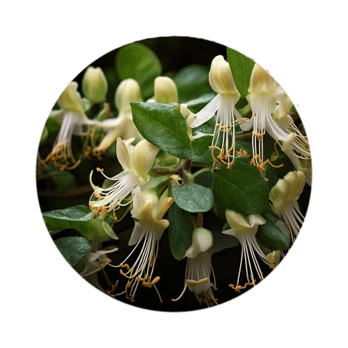 Honeysuckle